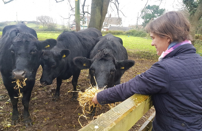 Selaine feeding cows